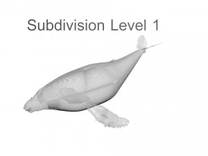 Humpback Whale 3D Model