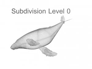 Humpback Whale 3D Model