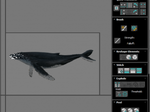 Humpback Whale Modello 3D