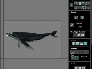 Humpback Whale 3D Model