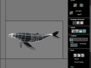 Humpback Whale 3D Model