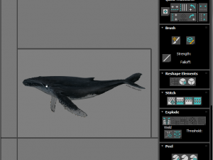 Humpback Whale Modello 3D