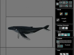 Humpback Whale 3D Model