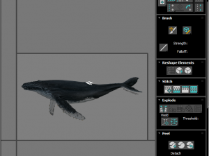 Humpback Whale Modello 3D