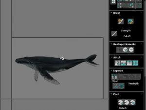 Humpback Whale 3D Model