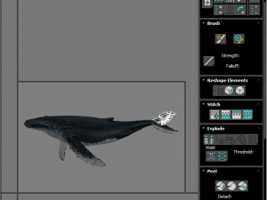 Humpback Whale Modello 3D