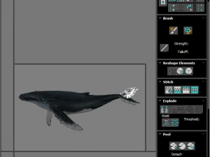 Humpback Whale 3D Model