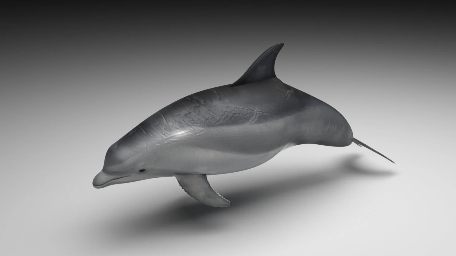 Dolphin Bottlenose 3D Model .c4d .max .obj .3ds .fbx .stl .blend 