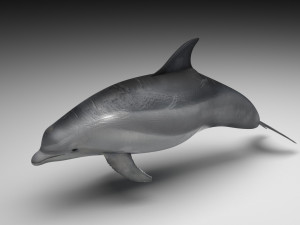 Dolphin Bottlenose 3D Model