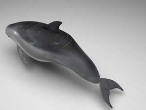 Dolphin Bottlenose Model 3D