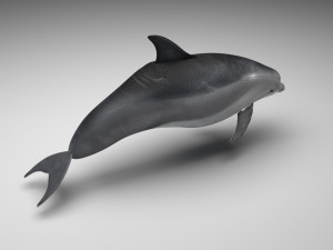 Dolphin Bottlenose Model 3D