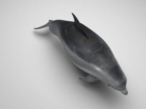 Dolphin Bottlenose Model 3D