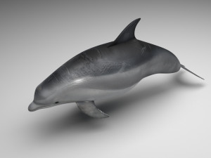 Dolphin Bottlenose Model 3D