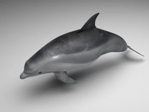Dolphin Bottlenose 3D Model