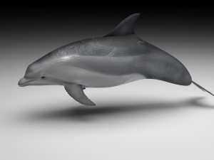 Dolphin Bottlenose Model 3D