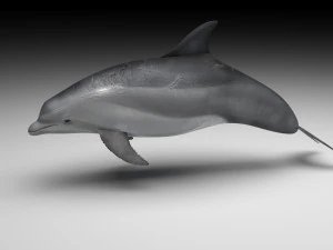Dolphin Bottlenose 3D Model