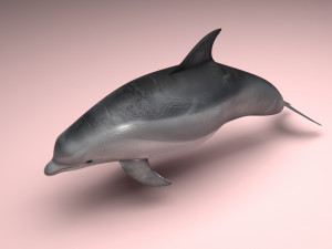 Dolphin Bottlenose Model 3D