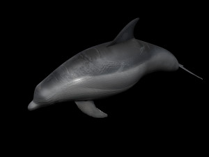Dolphin Bottlenose Model 3D