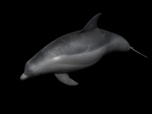 Dolphin Bottlenose 3D Model