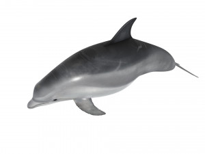 Dolphin Bottlenose Model 3D