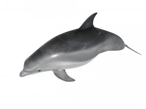 Dolphin Bottlenose 3D Model