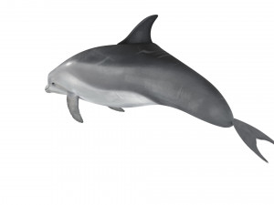 Dolphin Bottlenose Model 3D