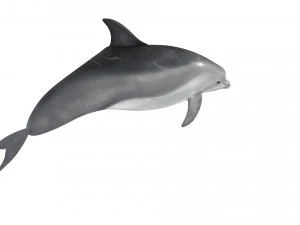 Dolphin Bottlenose 3D Model