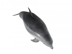 Dolphin Bottlenose Model 3D