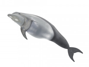 Dolphin Bottlenose Model 3D