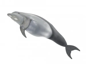 Dolphin Bottlenose 3D Model