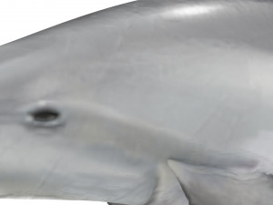 Dolphin Bottlenose Model 3D