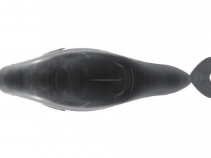 Dolphin Bottlenose Model 3D