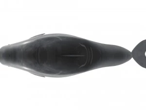 Dolphin Bottlenose 3D Model