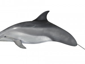 Dolphin Bottlenose Model 3D