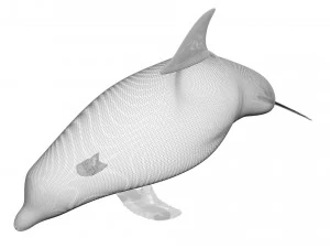 Dolphin Bottlenose 3D Model