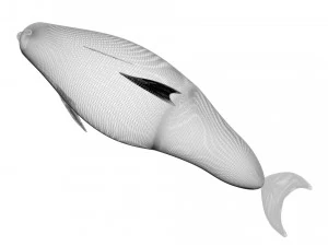 Dolphin Bottlenose 3D Model