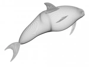 Dolphin Bottlenose 3D Model