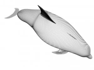 Dolphin Bottlenose 3D Model