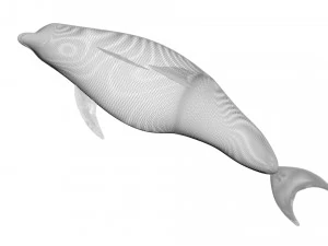 Dolphin Bottlenose 3D Model