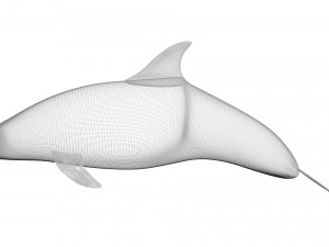 Dolphin Bottlenose Model 3D