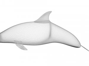 Dolphin Bottlenose 3D Model