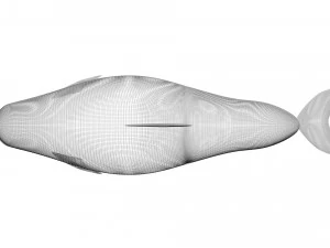 Dolphin Bottlenose 3D Model