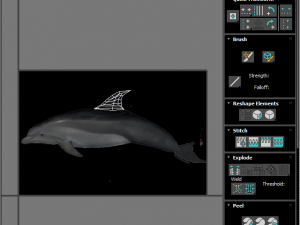 Dolphin Bottlenose Model 3D