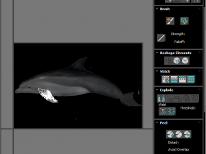 Dolphin Bottlenose Model 3D