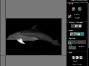 Dolphin Bottlenose 3D Model