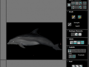 Dolphin Bottlenose Model 3D