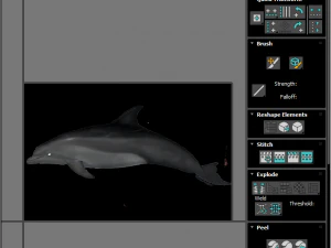 Dolphin Bottlenose 3D Model