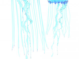 Jellyfishes 3D Model