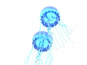 Jellyfishes 3D Model