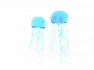Jellyfishes 3D Model
